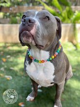 Load image into Gallery viewer, MINI Rainbow Cat's Eye Gemstone [Small Dog/Cat Bead Collar]