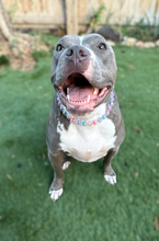 Load image into Gallery viewer, Moonbeam Acrylic Bead Collar