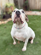 Load image into Gallery viewer, Moonbeam Acrylic Bead Collar