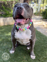 Load image into Gallery viewer, Neon Candyland Bead Collar