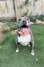 Load image into Gallery viewer, Orange Crush Acrylic Bead Collar