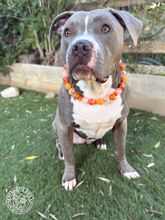 Load image into Gallery viewer, Orange Glitter Supernova Bead Collar