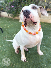 Load image into Gallery viewer, Orange Glitter Supernova Bead Collar