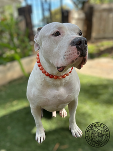 Orange Jupiter Bead Collar