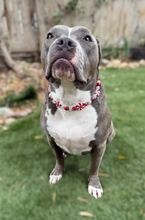 Load image into Gallery viewer, Peppermint Swirl Bead Collar