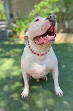 Load image into Gallery viewer, Peppermint Swirl Bead Collar