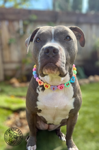 Load image into Gallery viewer, PERSONALIZED Candy Sweetheart Bead Collar