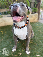 Load image into Gallery viewer, PERSONALIZED Pumpkin Spice Halloween Bead Collar