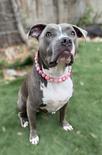 Load image into Gallery viewer, Pink Christmas Lights ✨ Bead Collar