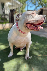 Pink Christmas Lights ✨ Bead Collar