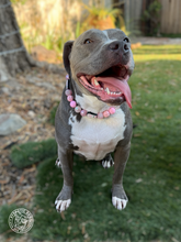 Load image into Gallery viewer, Pink Ghost Glam Bead Collar