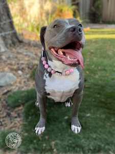 Pink Ghost Glam Bead Collar