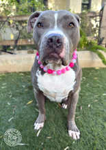 Load image into Gallery viewer, Pink Glitter Supernova Bead Collar