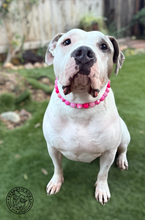 Load image into Gallery viewer, Pink Hearts Glitz Bead Collar