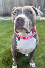 Load image into Gallery viewer, Pink Hearts Glitz Bead Collar