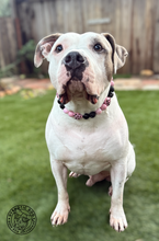 Load image into Gallery viewer, Pink Leopard Heart Bead Collar