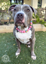 Load image into Gallery viewer, Bubblegum Pink Glitter Prism Bead Collar