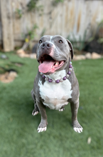 Load image into Gallery viewer, Plum Crackle Acrylic Bead Collar