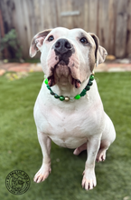 Load image into Gallery viewer, Pot of Gold 🍀 Bead Collar