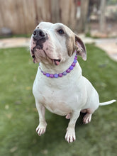 Load image into Gallery viewer, Purple Crush Acrylic Bead Collar