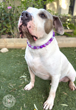 Load image into Gallery viewer, Purple Glitter Supernova Bead Collar