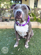 Load image into Gallery viewer, Purple Glitter Supernova Bead Collar