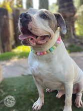 Load image into Gallery viewer, Rainbow Sherbet Bead Collar