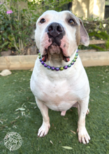 Load image into Gallery viewer, Rainbow Stardust Acrylic Bead Collar