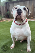 Load image into Gallery viewer, Red Glitter Hearts Bead Collar