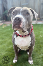 Load image into Gallery viewer, Red Glitter Hearts Bead Collar