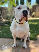 Load image into Gallery viewer, Reggae Stripes Bead Collar