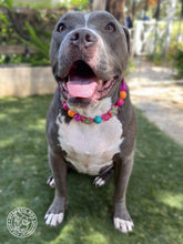 Load image into Gallery viewer, Retro Groovy 🌼 Bead Collar