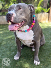 Load image into Gallery viewer, Retro Groovy 🌼 Bead Collar