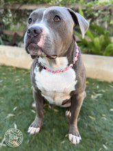 Load image into Gallery viewer, Pink Seashell Ceramic Bead Collar