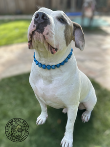 Royal Blue City 💫 Bead Collar