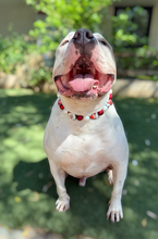 Load image into Gallery viewer, Santa Claus Bead Collar