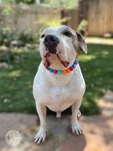 Load image into Gallery viewer, Santa Cruz Acrylic Bead Collar