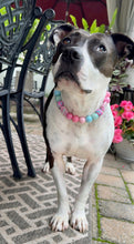 Load image into Gallery viewer, Cupcake Glitz Bead Collar