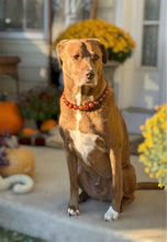 Load image into Gallery viewer, Cognac 🥃 Bead Collar