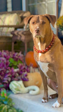 Load image into Gallery viewer, Cognac 🥃 Bead Collar