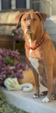 Load image into Gallery viewer, Cognac 🥃 Bead Collar