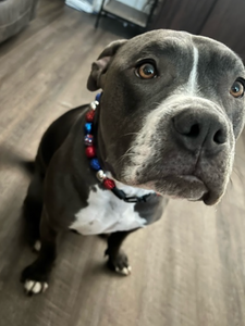 Sparkler 🎇 Bead Collar