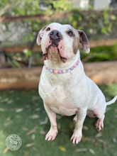 Load image into Gallery viewer, Sugar Frost Bead Collar