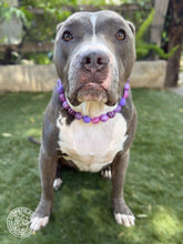 Load image into Gallery viewer, Sugar Plum Glam Bead Collar