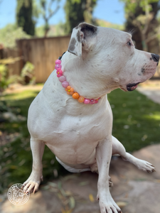 Sunrise Daisies Glam 🌼 Silicone Bead Collar