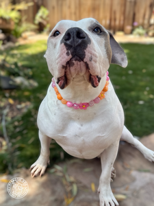 Sunrise Daisies Glam 🌼 Silicone Bead Collar