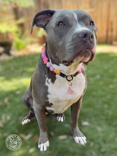 Load image into Gallery viewer, Sunrise Daisies Glam 🌼 Silicone Bead Collar