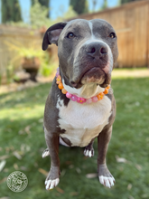 Load image into Gallery viewer, Sunrise Daisies Glam 🌼 Silicone Bead Collar