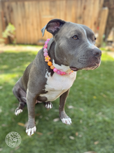 Load image into Gallery viewer, Sunrise Daisies Glam 🌼 Silicone Bead Collar