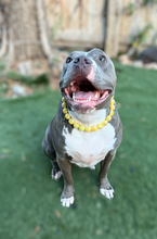 Load image into Gallery viewer, Sunshine [Scuffed] Acrylic Bead Collar